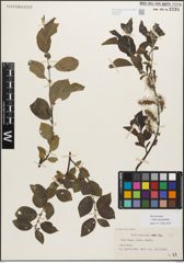 Foto von Salix myrsinifolia Salisb.